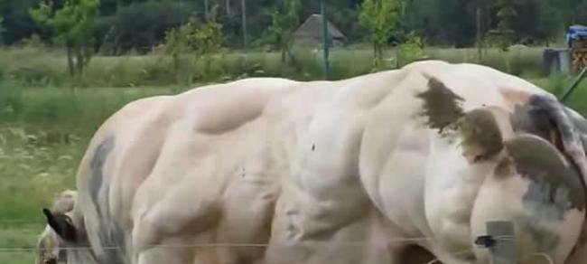 “双倍肌肉”基因变异令比利时肌肉牛出现