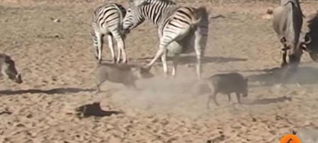 南非国家公园野猪贪玩不小心冲撞到斑马被抬腿猛踹