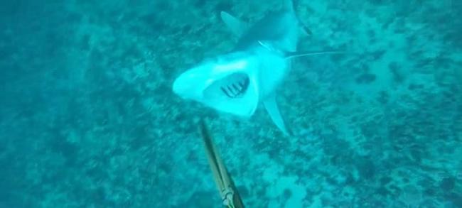 澳洲19岁男子潜水时挑衅鲨鱼险被攻击