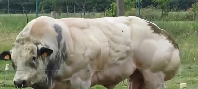 “双倍肌肉”基因变异令比利时肌肉牛出现