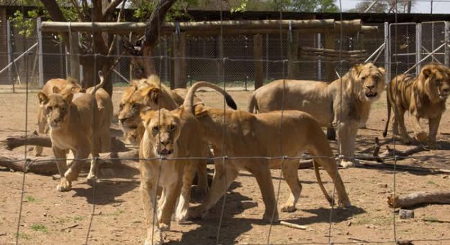 南非某间繁殖场笼舍里的狮群。在南非约有8000只狮子豢养在人工环境下。 PHOTOGRAPH BY PAUL FUNSTON, PANTHERA