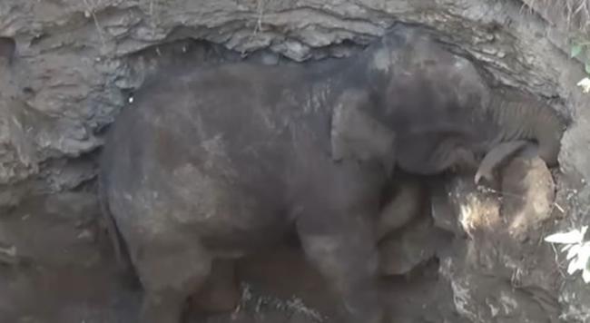 大象在坑洞中挣扎到无力