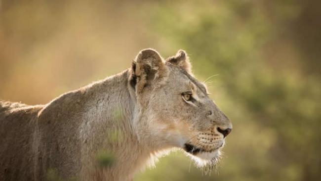 由于对狮爪，狮牙，狮骨和其他身体部位的需求不断增长，狮子将会面临愈来愈大的威胁。 PHOTOGRAPH BY JAK WONDERLY
