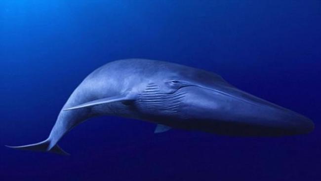 目前科学家最新研究表明，体形较大的海洋生物，例如：蓝鲸，最容易在物种大灭绝事件中灭绝消失。