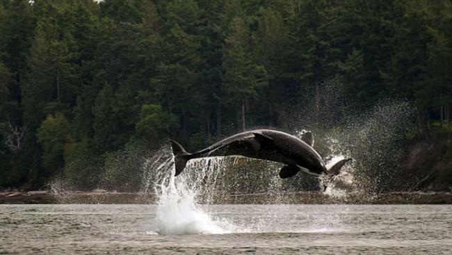 美国华盛顿州圣璜岛虎鲸为捕捉海豚纵身跃起在海平面上划出一道弧线