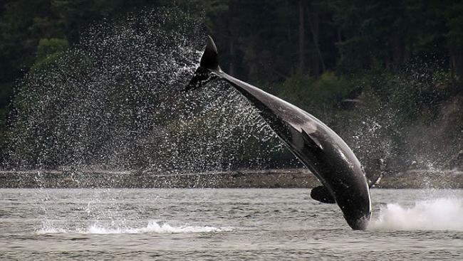 美国华盛顿州圣璜岛虎鲸为捕捉海豚纵身跃起在海平面上划出一道弧线