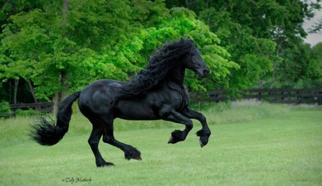 世界上最帅的马――美国“腓特烈大帝”