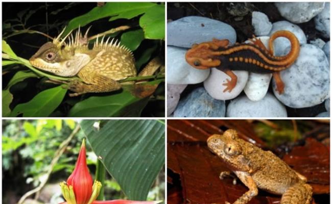 科学家在大湄公河地区发现大量新物种。