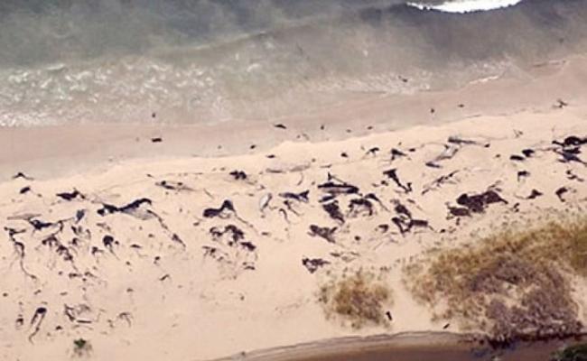 渔民在智利巴塔哥尼亚一个海滩上，发现多条鲸鱼尸体。