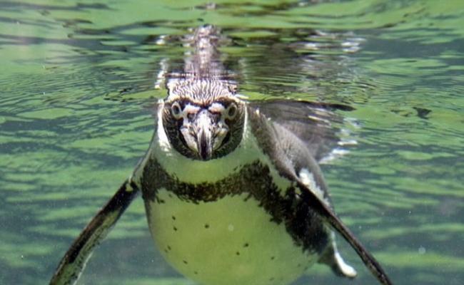 汉波德企鹅平日畅泳情形。