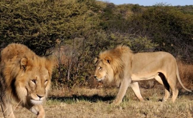 乌干达伊利沙伯女王国家公园11狮子离奇死亡 或遭毒杀