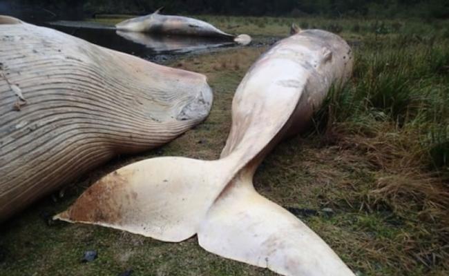 去年科学家在智利发现目前已知的最大规模单一鲸鱼搁浅事件。（资料图片）