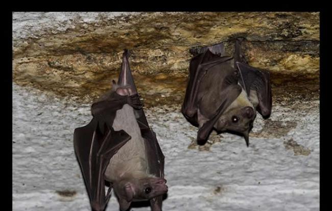 中国云南“食果类蝙蝠”身上发现新的丝状病毒 会让感染的人严重出血