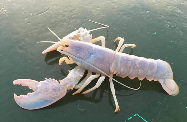 美国缅因州渔民抓到一只几乎全透明的龙虾