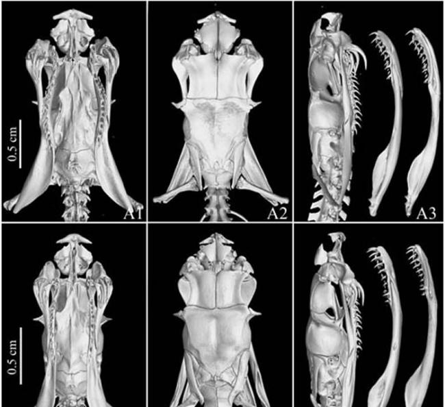 新种红斑高山蝮的头骨CT三维重建模型（侯叶茂 供图）