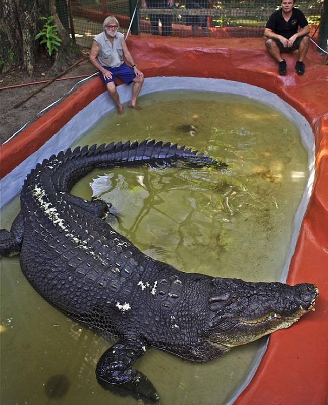卡修斯鳄鱼，吉尼斯纪录“世界圈养的最大鳄鱼”