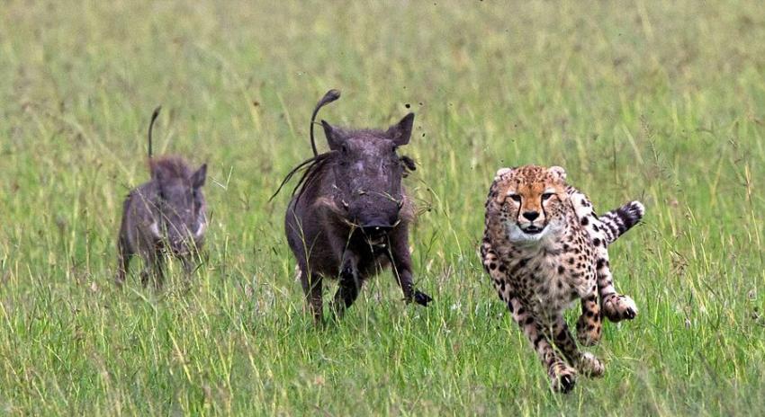 肯尼亚猎豹捕猎不成反被疣猪追赶