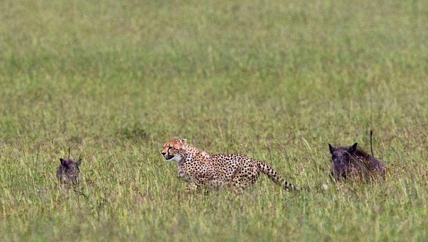 肯尼亚猎豹捕猎不成反被疣猪追赶