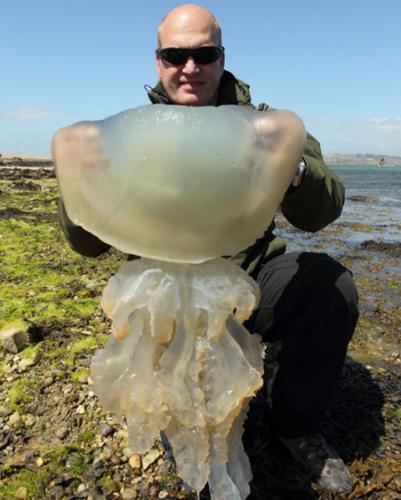 波兰南部以及英国南部多塞特郡的海岸发现大批巨型野生水母