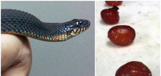 美国密苏里州一条被捕捉到的雌性黄腹水蛇被隔离依然再次产卵