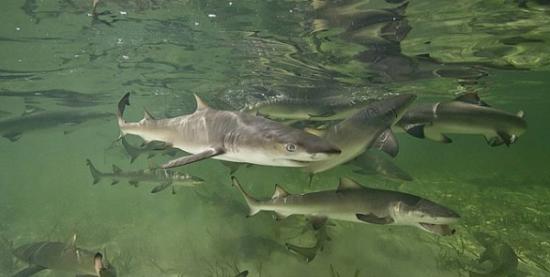 雌性柠檬鲨在准备生育时会回到其出生的地方