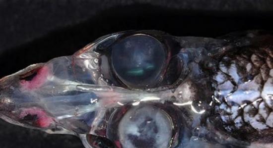新西兰附近塔斯曼海域水下1000米处发现一种四眼怪鱼 拥有360度视觉