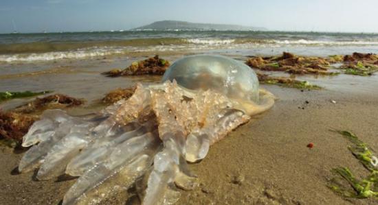 波兰南部以及英国南部多塞特郡的海岸发现大批巨型野生水母