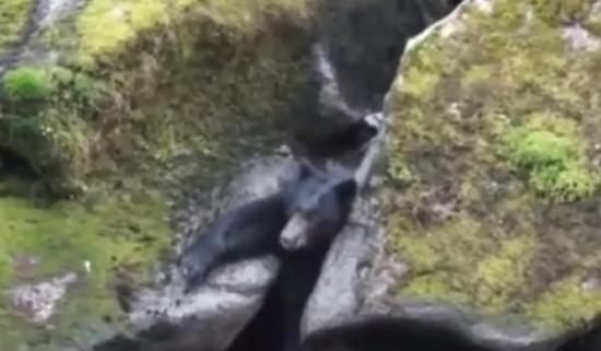 美国阿拉斯加州一只黑熊疑吃太多被困石缝