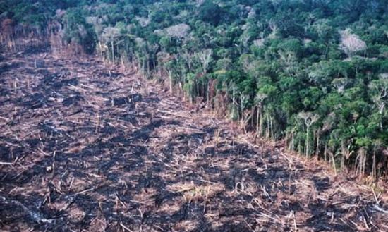 亚马逊森林被砍伐情况极严重。