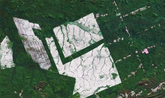 从空中拍摄的图片可见，亚马逊森林有大批树木被砍伐。