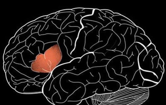 人类大脑中一种名为“颞不对称坑(STAP)”的脑沟是人类独有