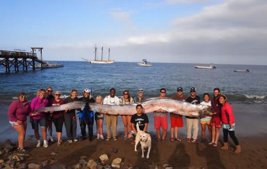 10月13日美国南加州海岸发现的5.5米长的皇带鱼