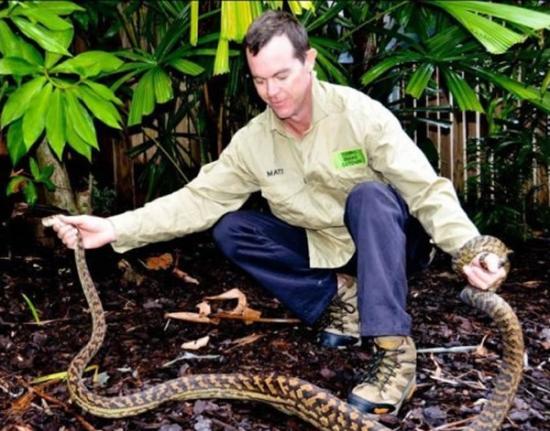 黑根相信该条蛇因感痛楚而意外“自杀”。图为他早前捕蛇的情况。