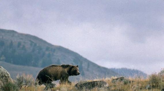 研究发现灰熊会跟踪猎鹿人抢先偷走猎物