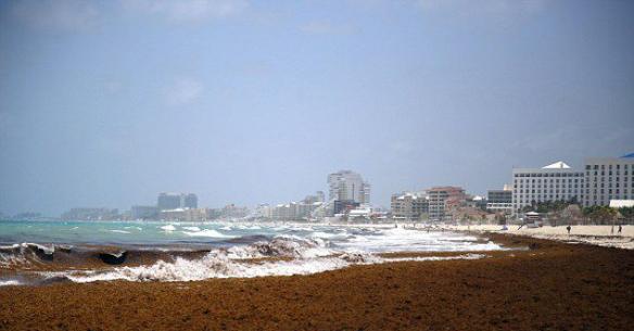墨西哥坎昆市海岸海藻泛滥威胁海龟产卵