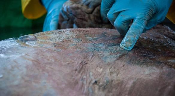 加拿大科学家近日首次解剖蓝鲸心脏