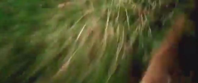 美国研究人员在苍鹰头部安装摄录机拍摄到捕获野兔过程