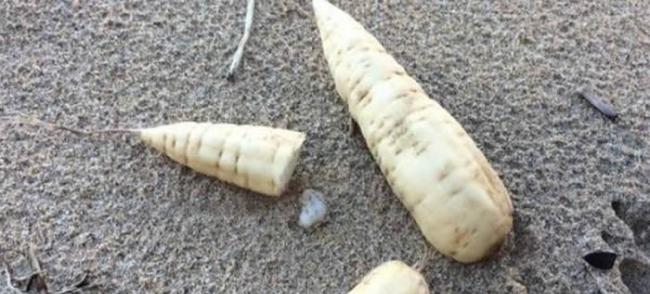 英国英格兰圣艾夫斯海滩出现许多“死人手指”――剧毒植物刺松藻