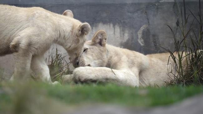 秘鲁首都利马动物园两只极为罕见的白狮亮相