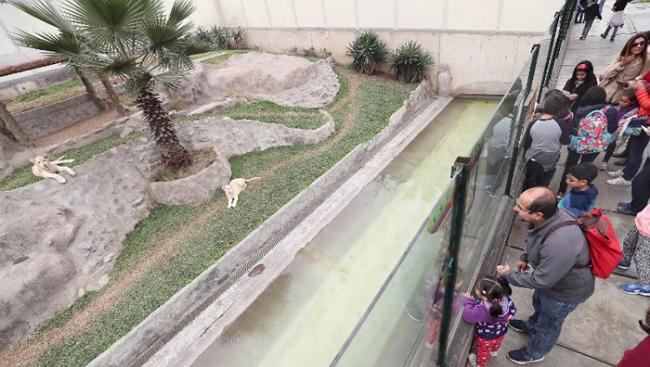 秘鲁首都利马动物园两只极为罕见的白狮亮相