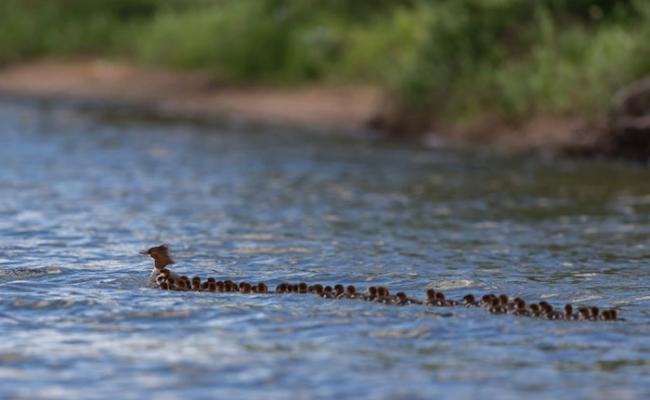 母鸭带领着长长小鸭队伍在湖上慢慢游过，煞是有趣。