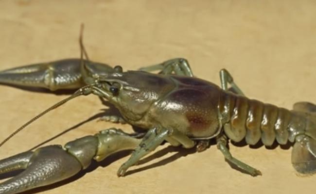 小龙虾早期由美国传入英国，它们是会掘洞且极具入侵性的捕食者。