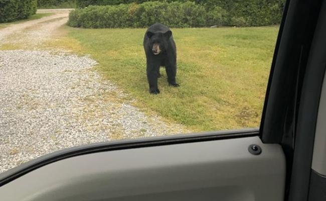 美国罗得岛州纳拉甘西特镇黑熊企图上车 与女司机“车门拔河”