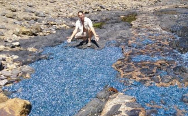 澳洲新南威尔斯省海滩出现数千只被冲上岸的蓝瓶僧帽水母