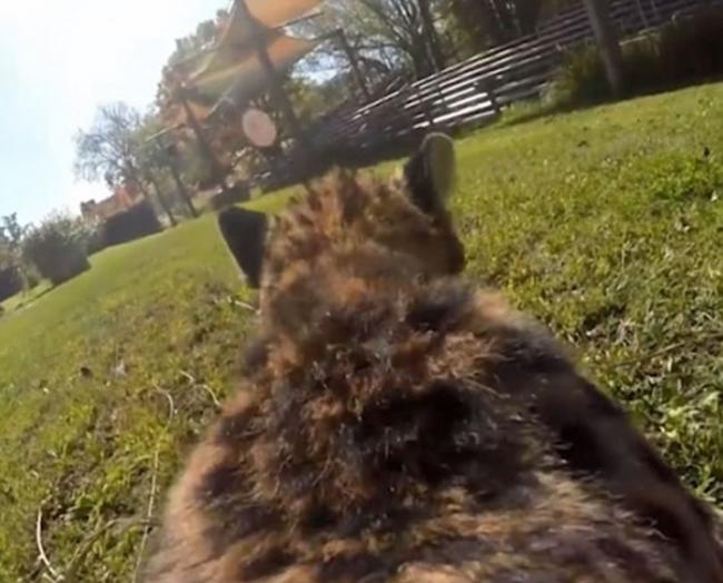 美国辛辛那提动物园猎豹戴GoPro 极速奔走疾如风