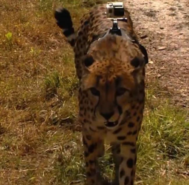 美国辛辛那提动物园猎豹戴GoPro 极速奔走疾如风