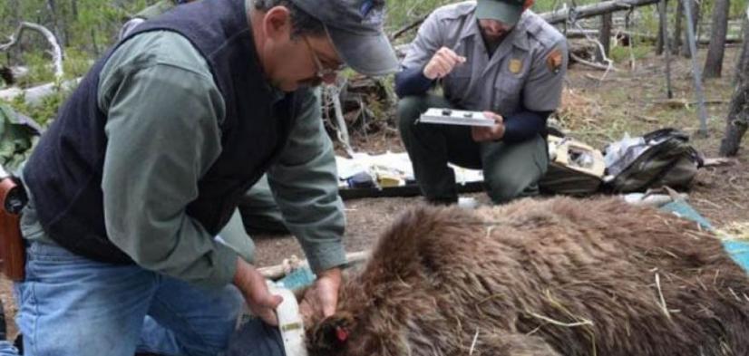 研究发现灰熊会跟踪猎鹿人抢先偷走猎物