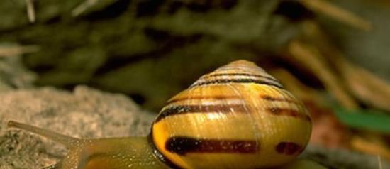 蜗牛基因揭示石器时代人类曾经从南欧迁徙到爱尔兰