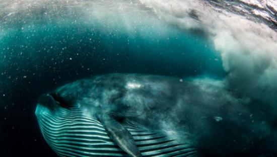 在南非拍摄沙丁鱼时险被布氏鲸吞下肚