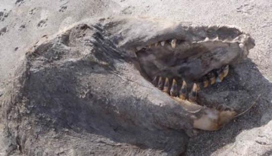 新西兰普伦蒂湾海滩发现了一具腐烂的“海怪”尸体